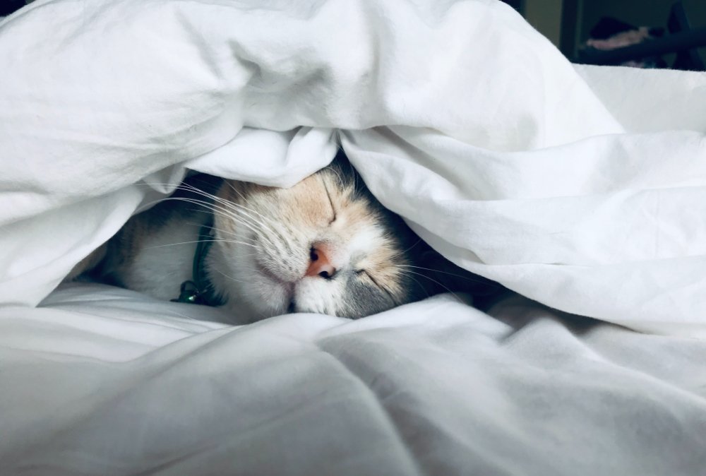this cat has it sorted! - www.themamadaze.com